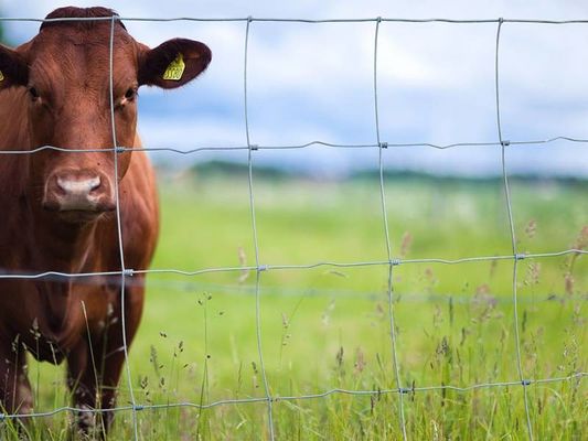Hoogte 1,7 m Metalen vee hek Hoog sterkte gegalvaniseerd PVC bedekt