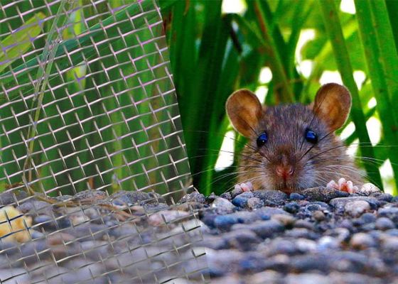 Duurzaam corrosiebestendig roestvrij gelast roestvrij