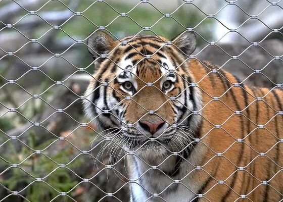 Roestvrijstalen Touwnet Dierentuinhekwerk – Hoge Veiligheid en Esthetisch Aantrekkelijk